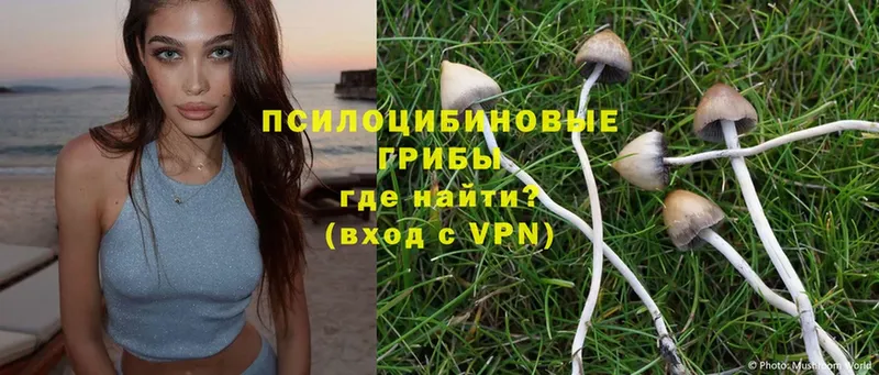 Псилоцибиновые грибы Psilocybe  цена наркотик  Балашов 